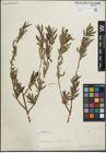 Foto von Salix purpurea L.